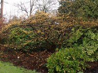Hamamelis x intermedia 2016 01 23 8997